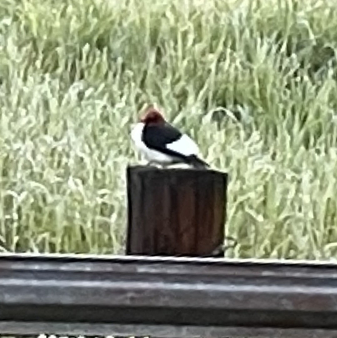 Red-headed Woodpecker - ML585869841
