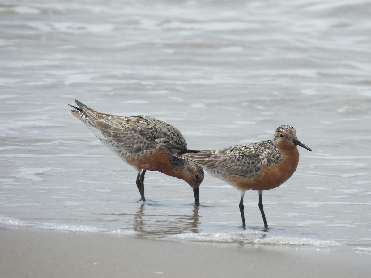 Red Knot - ML585869941