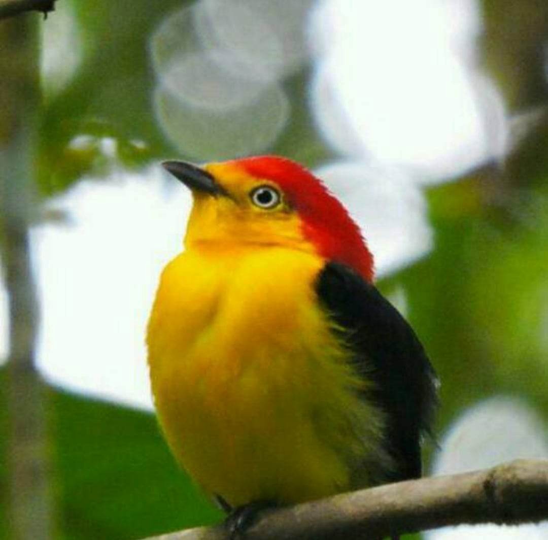 Wire-tailed Manakin - ML585870531