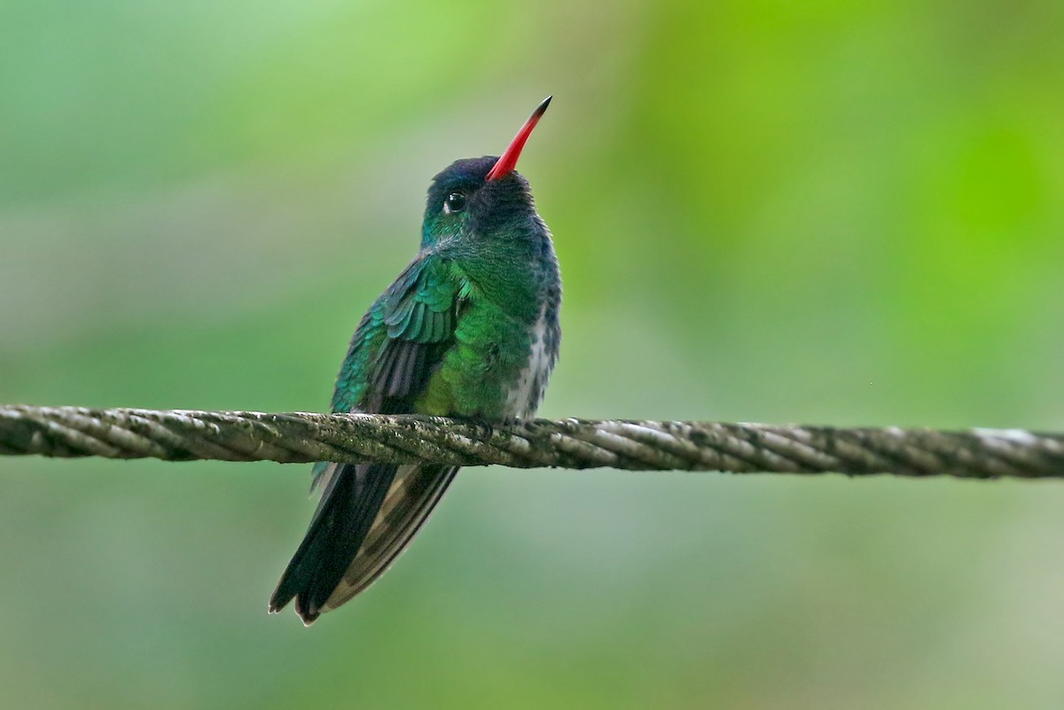 kolibřík Humboldtův - ML585870811
