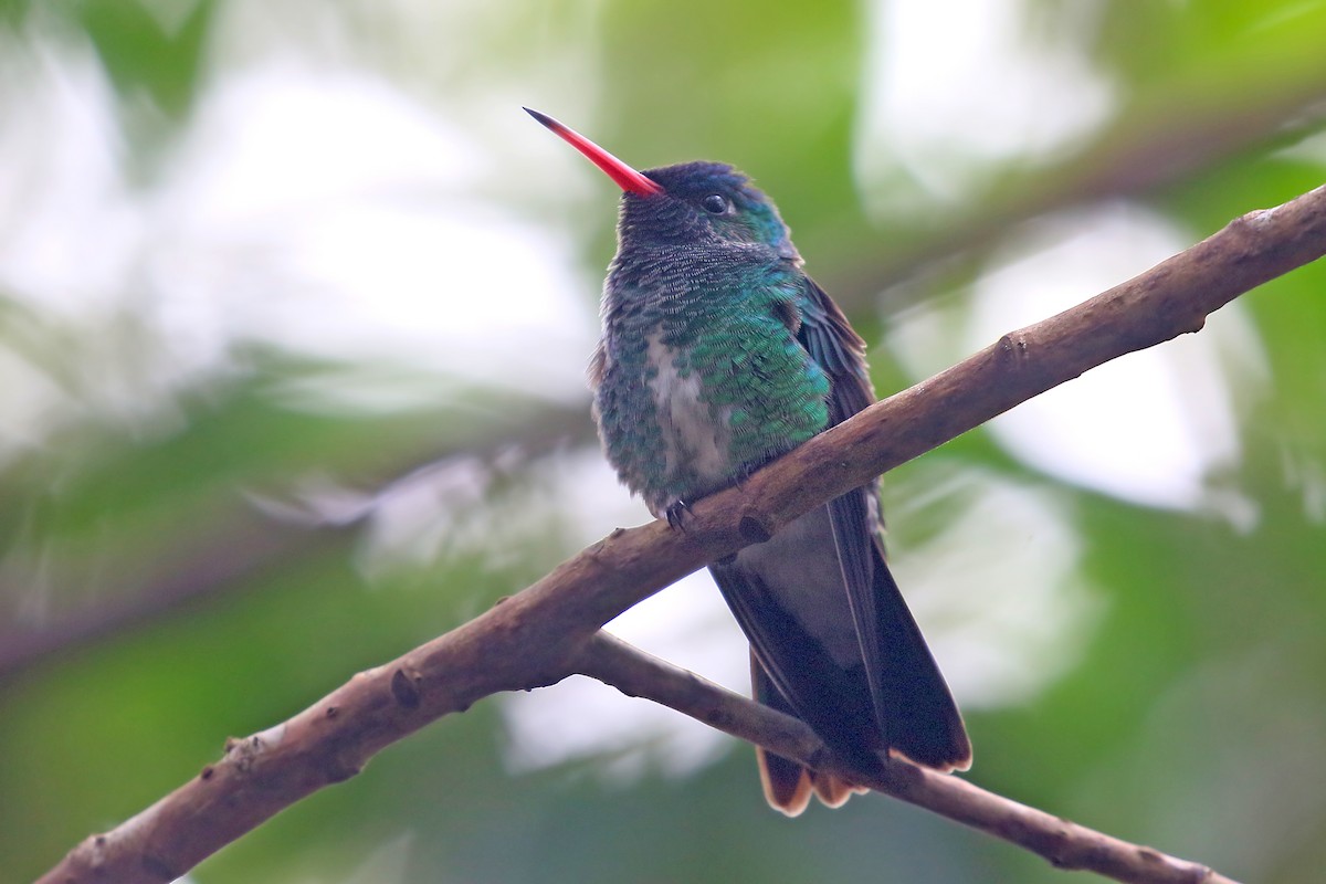 kolibřík Humboldtův - ML585870851