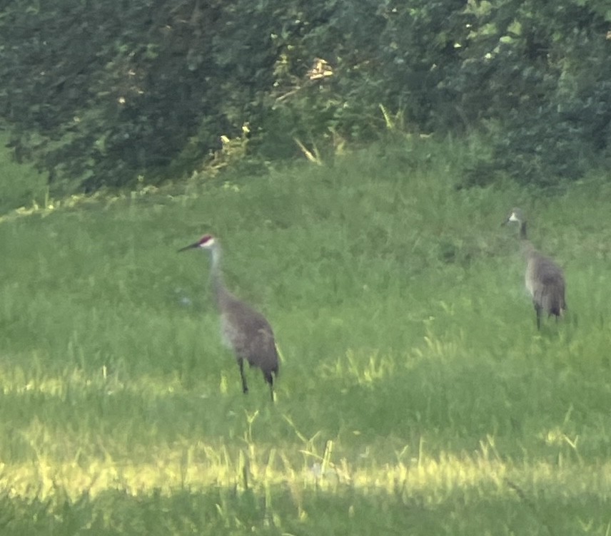 Sandhill Crane - ML585872511