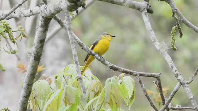 Short-billed Minivet - ML585872581