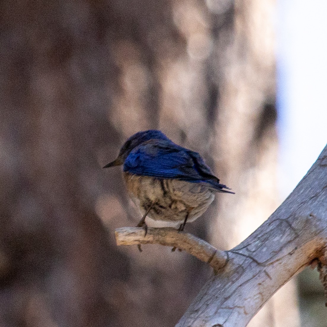 Western Bluebird - ML585872671