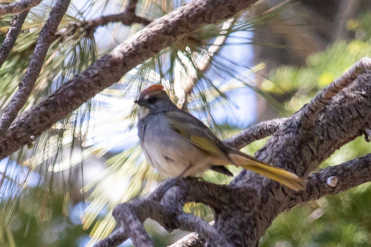 Green-tailed Towhee - ML585872691