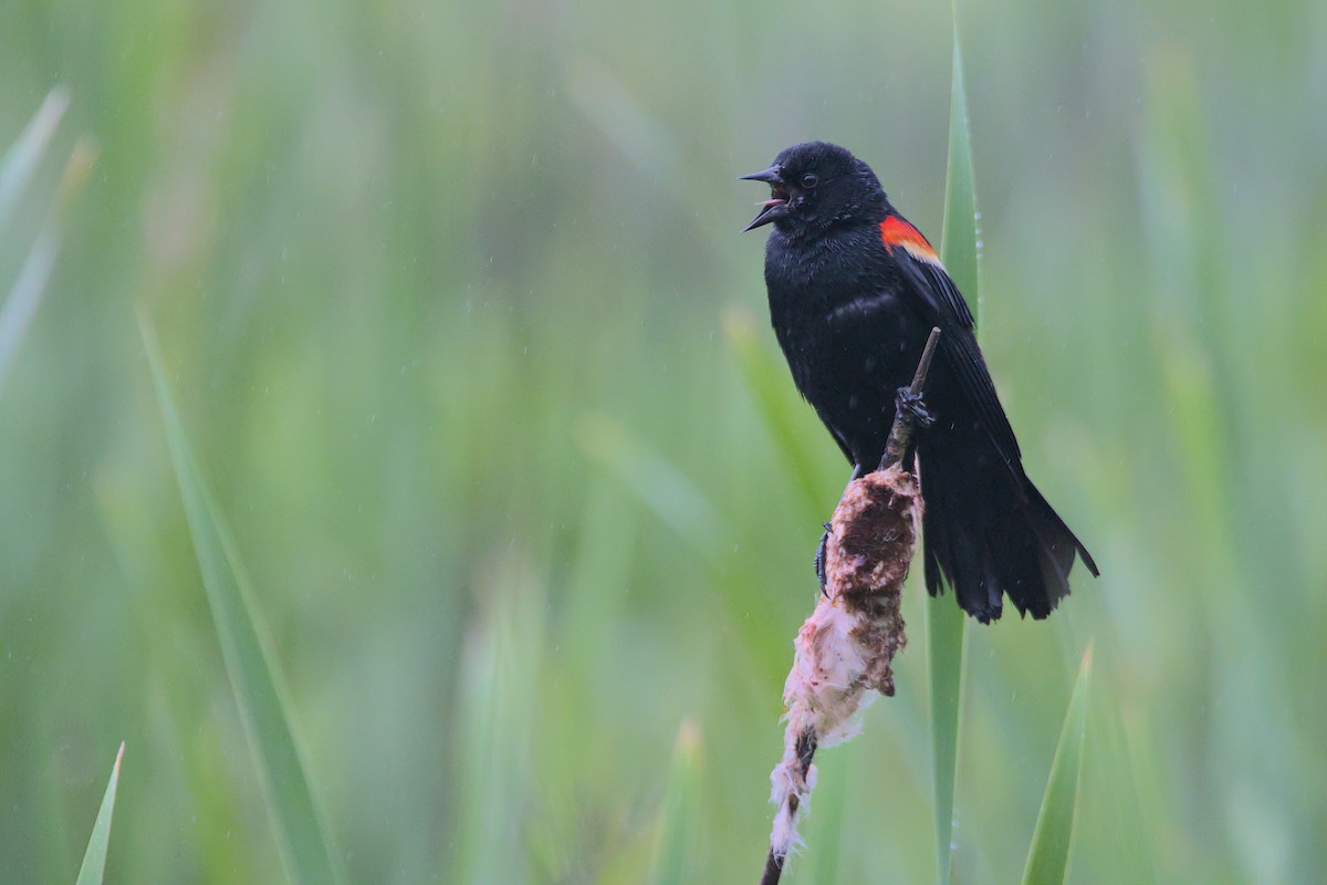 Red-winged Blackbird - ML585872851