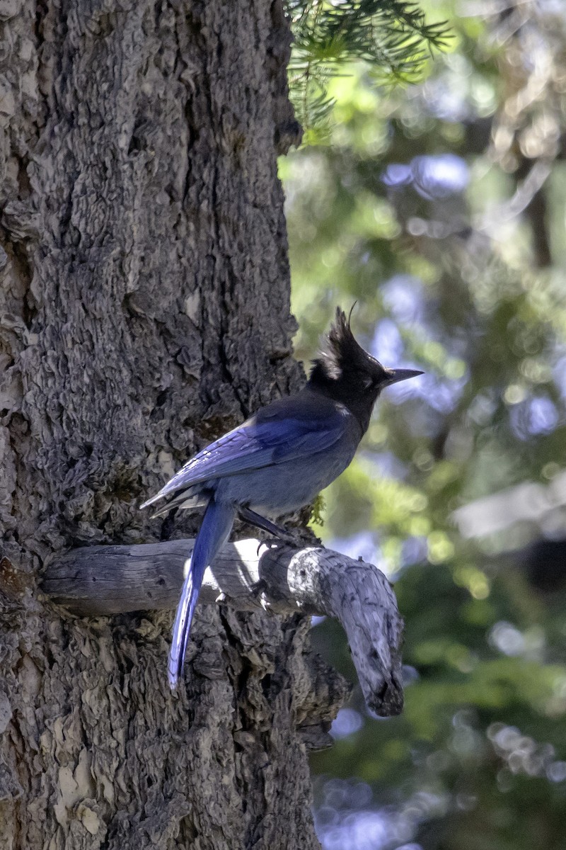 Steller's Jay - ML585873001