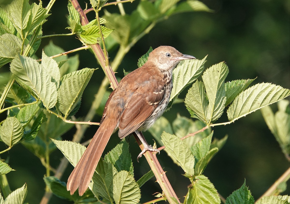 Brown Thrasher - Mark Goodwin