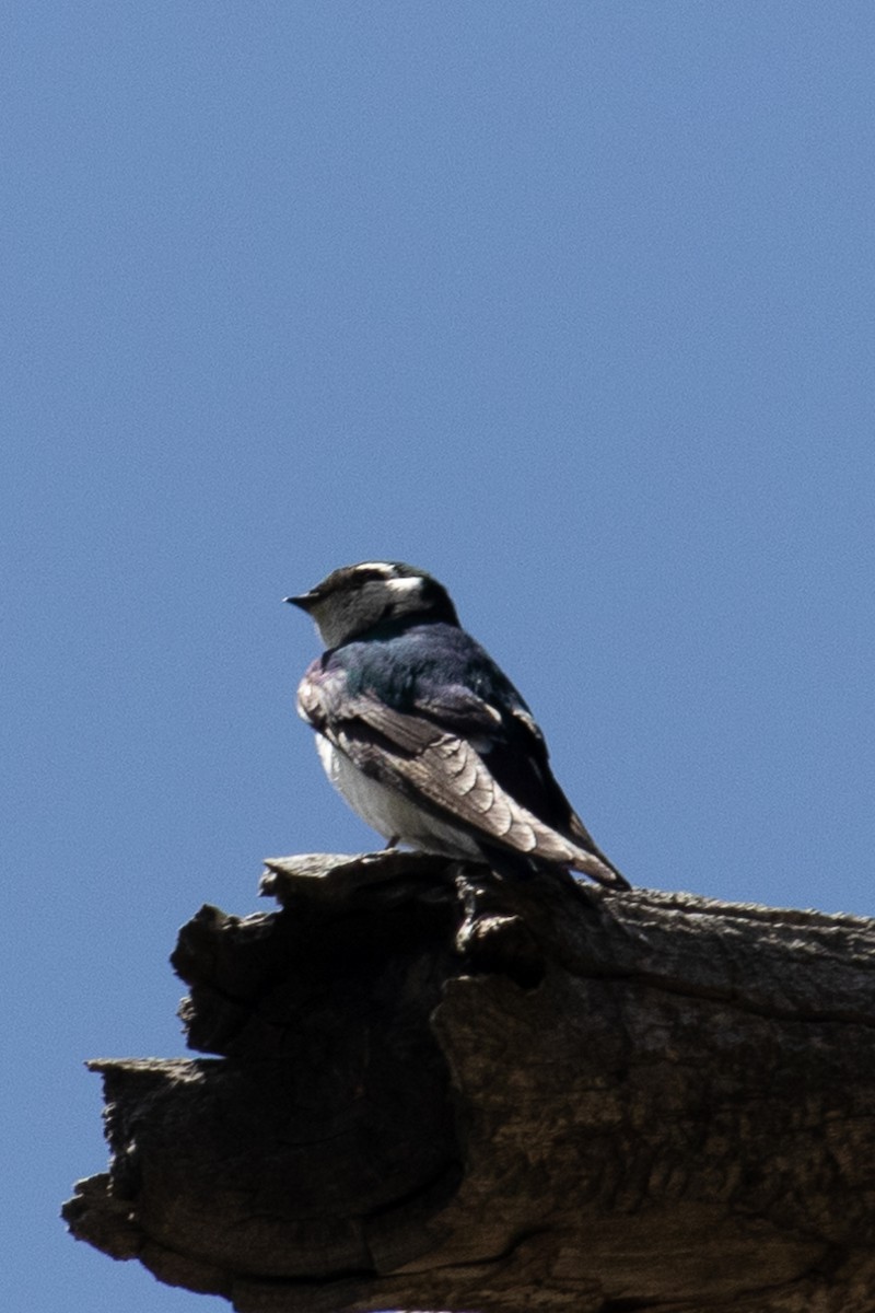 Violet-green Swallow - ML585875791