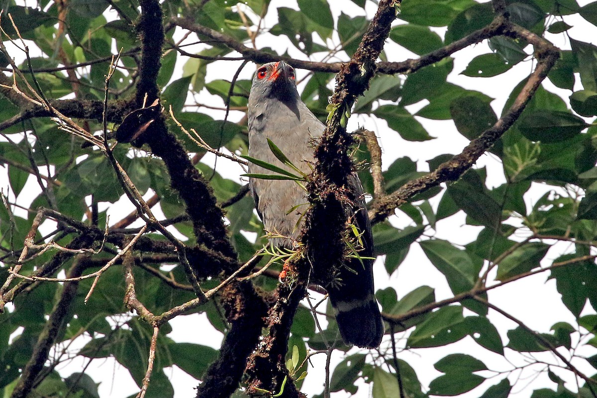 Plumbeous Hawk - ML585877121