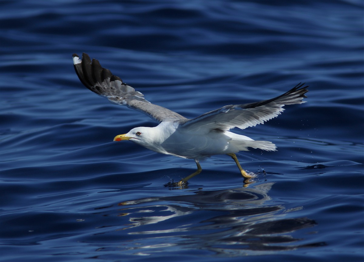 Yellow-legged Gull (atlantis) - ML585877221