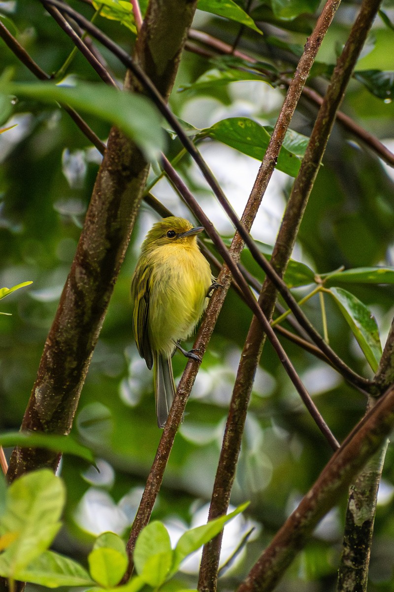 Tyranneau à poitrine jaune - ML585878771