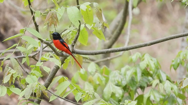 Short-billed Minivet - ML585878821