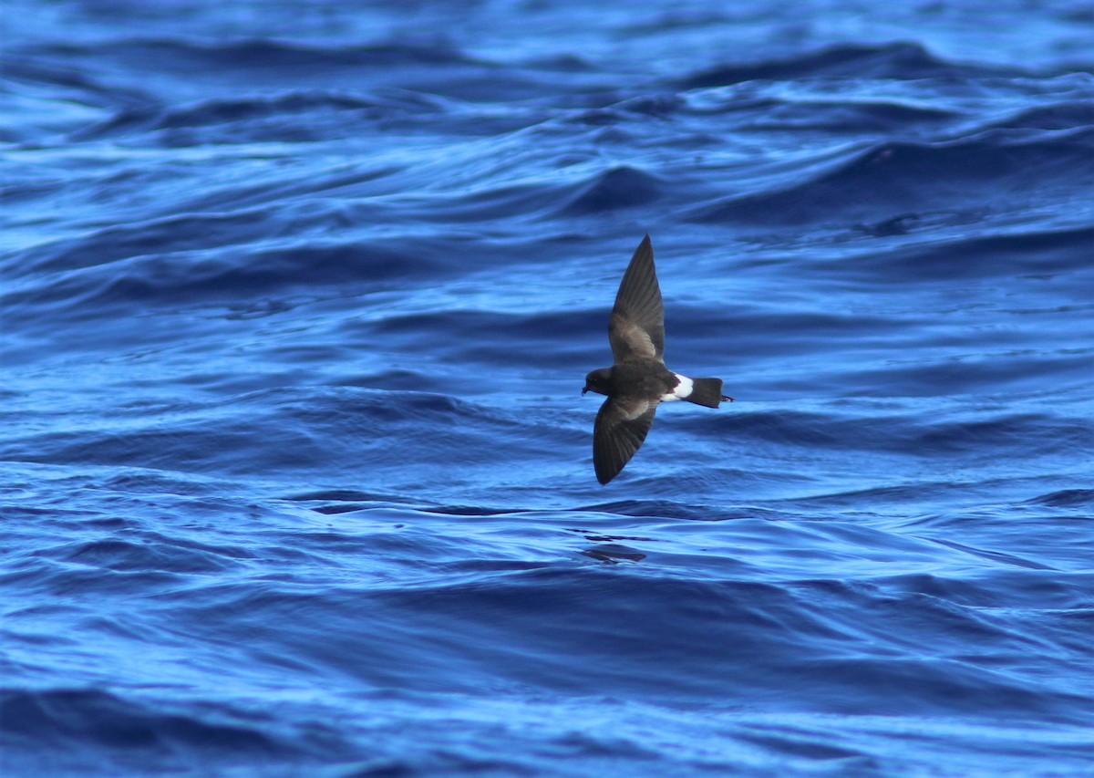 Wilson's Storm-Petrel - Jacob Everitt