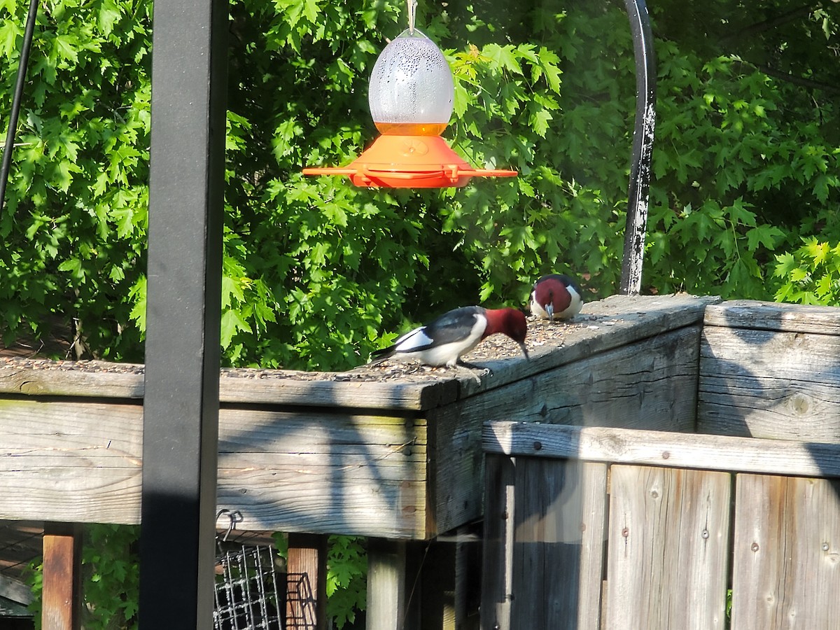 Red-headed Woodpecker - ML585879241