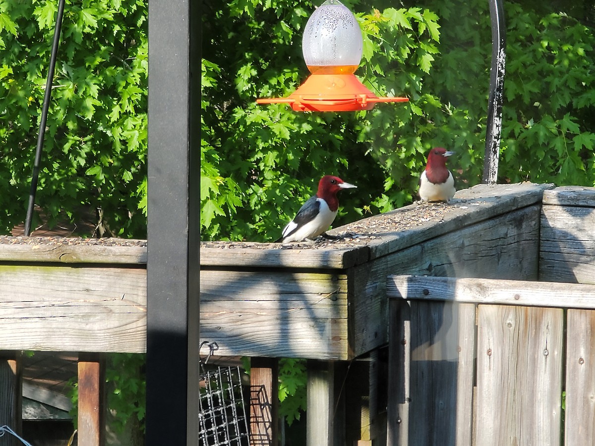 Red-headed Woodpecker - ML585879251