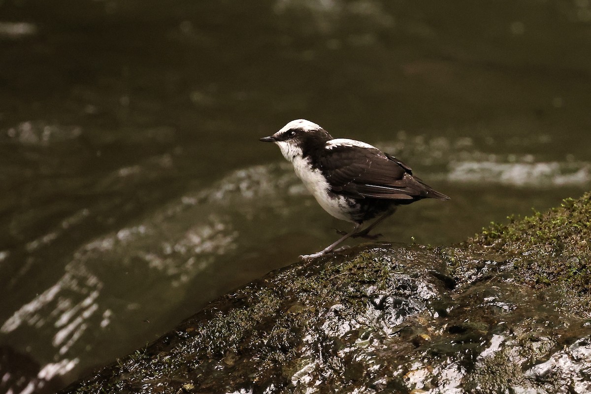 White-capped Dipper - ML585880751