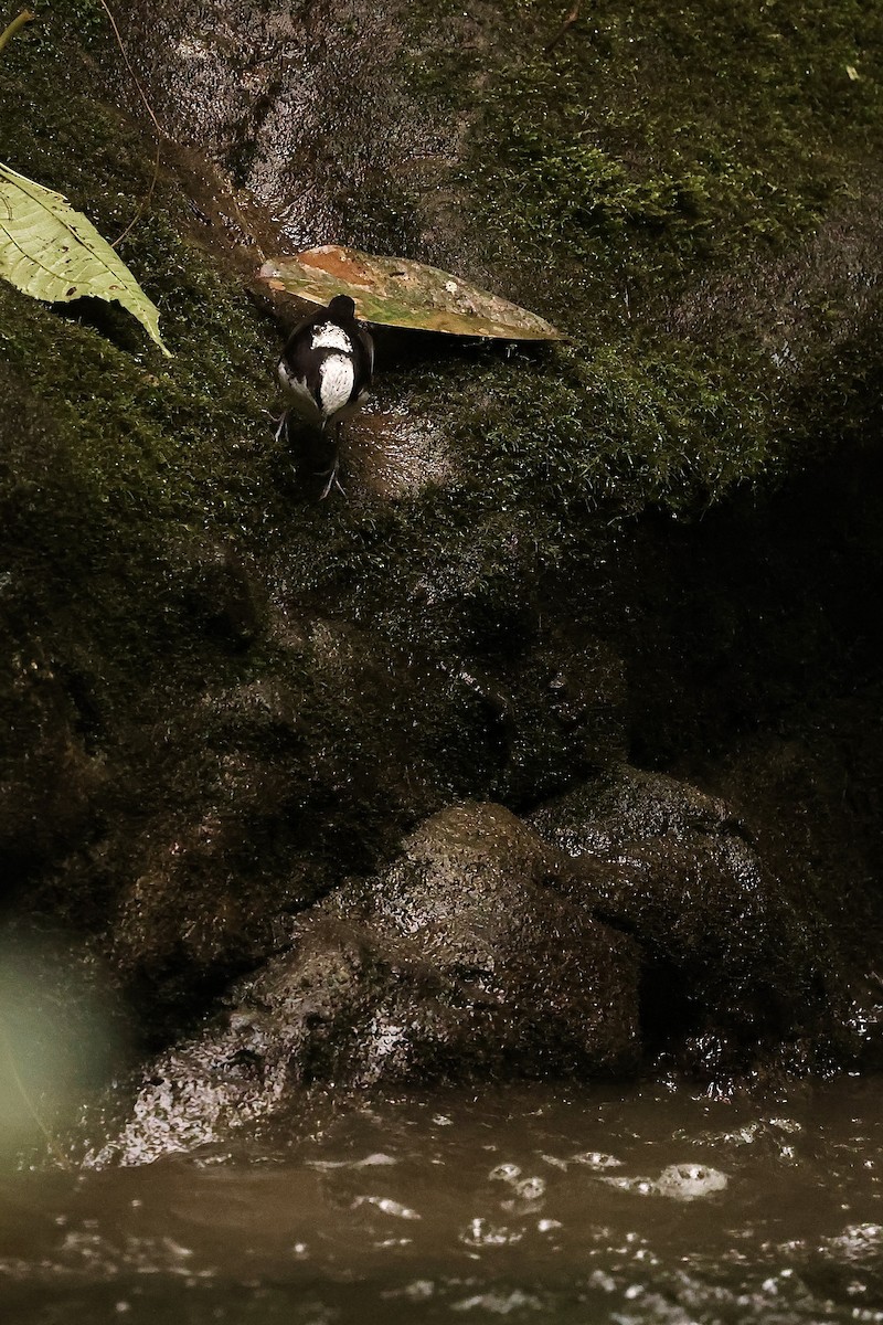 White-capped Dipper - ML585880761