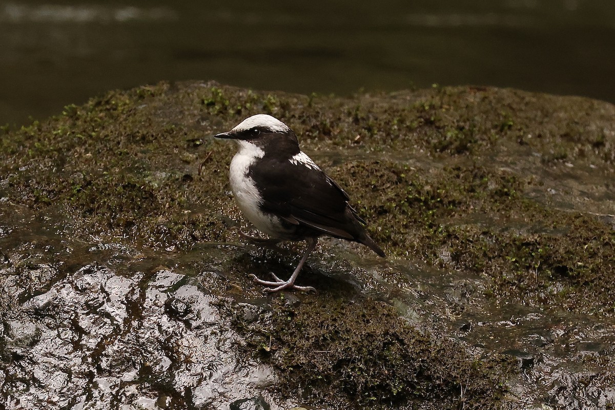 White-capped Dipper - ML585880771