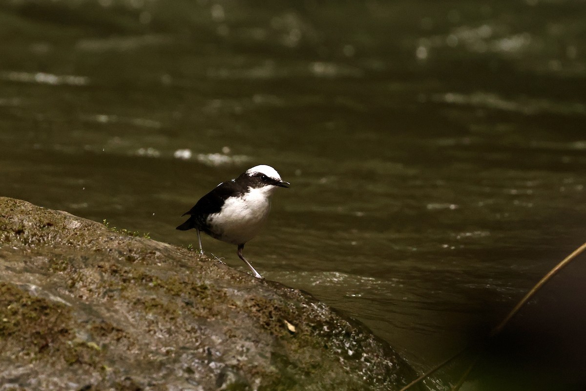 White-capped Dipper - ML585880781
