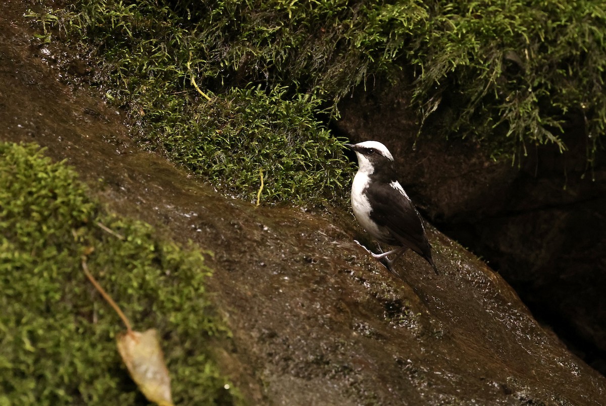 White-capped Dipper - ML585880791