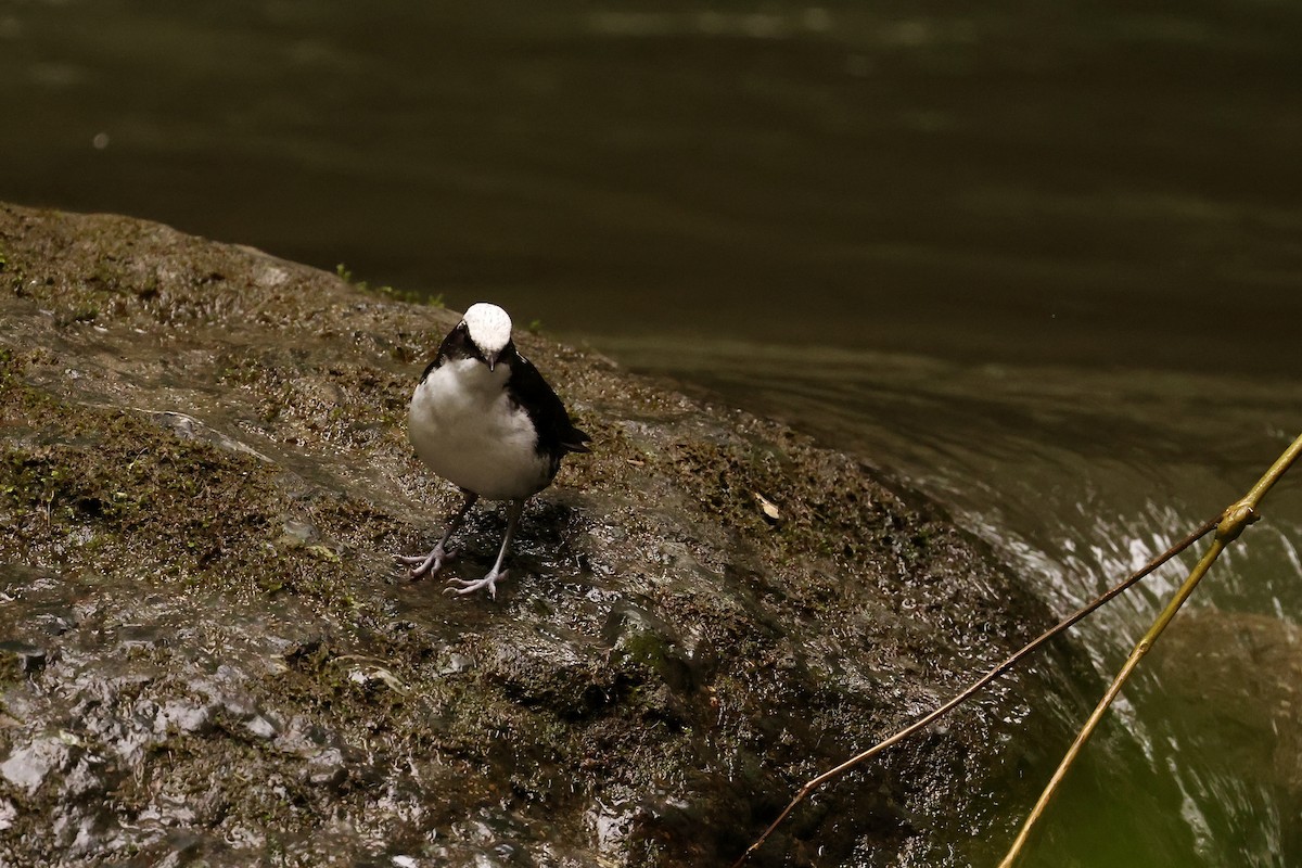 White-capped Dipper - ML585880801