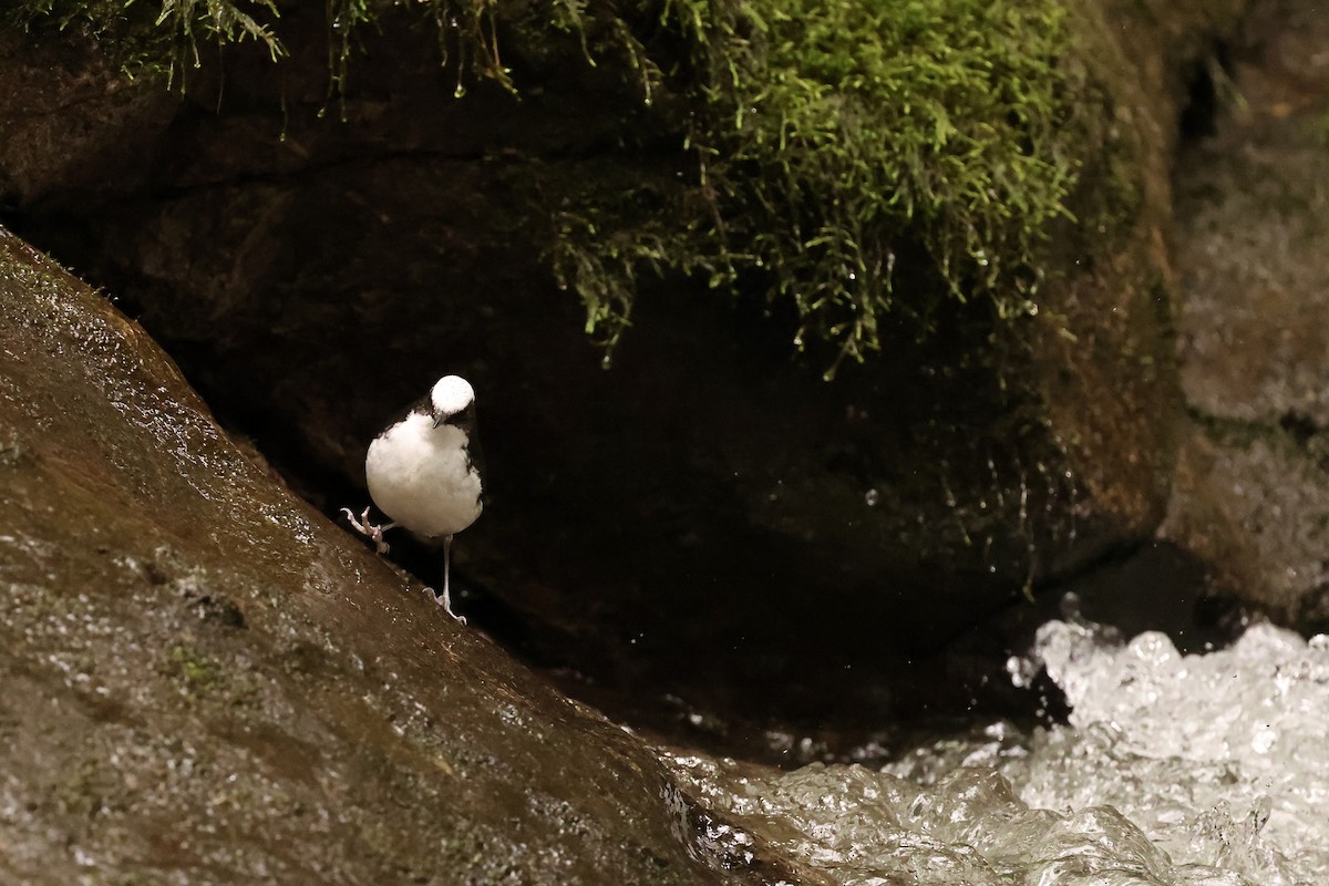 White-capped Dipper - ML585880821