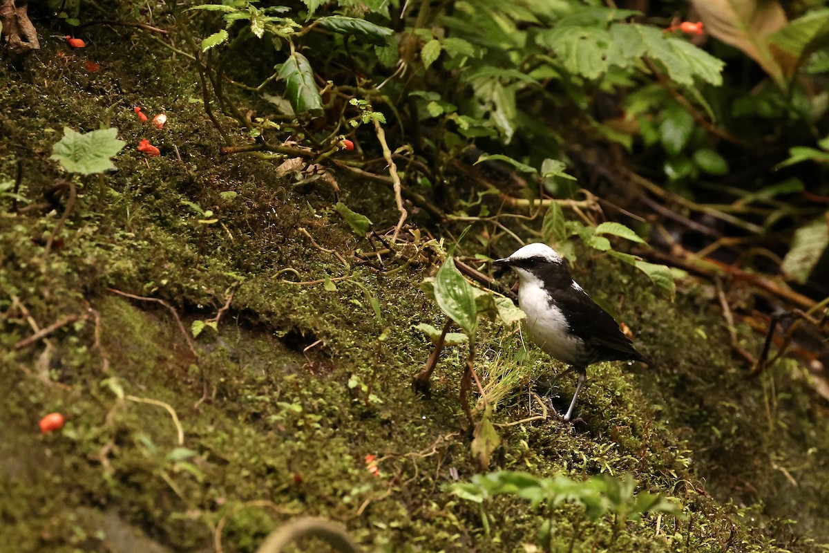 White-capped Dipper - ML585880841