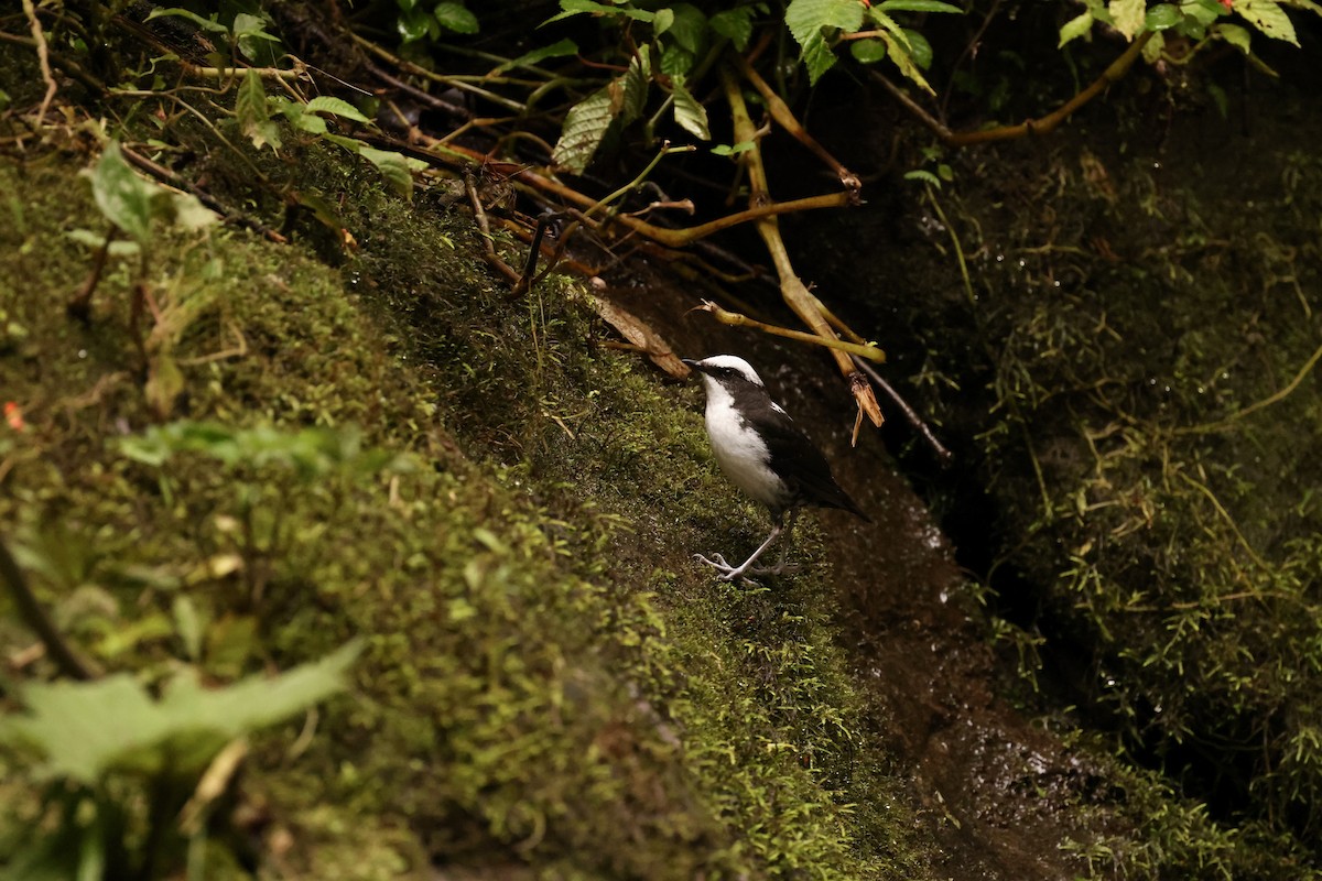 White-capped Dipper - ML585880851