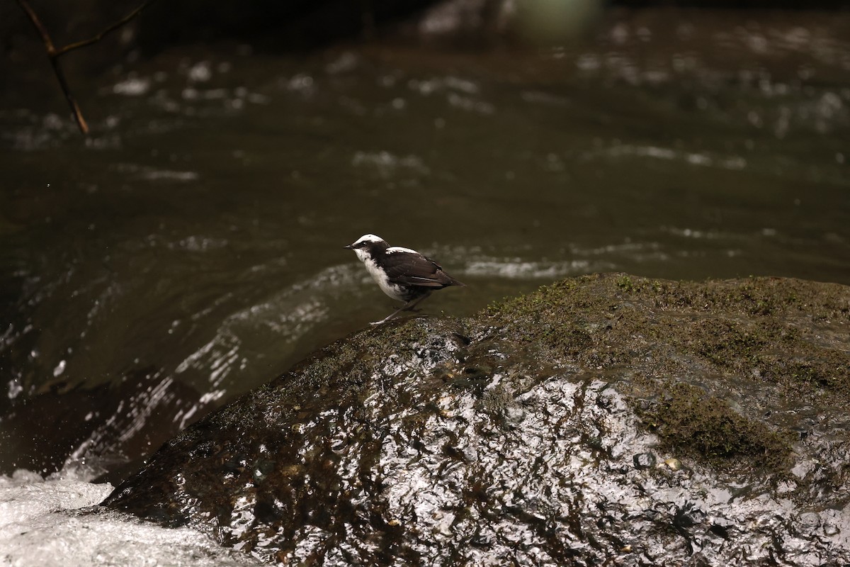 White-capped Dipper - ML585880861