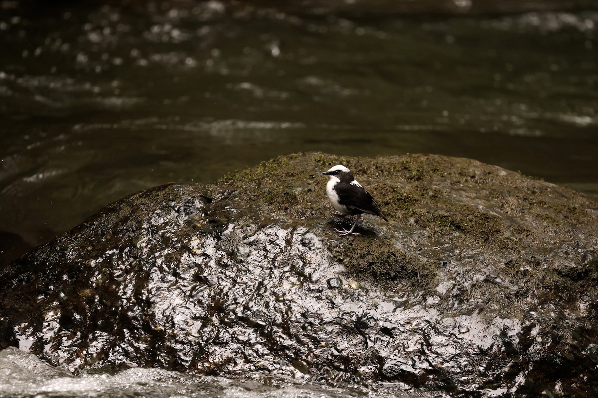 White-capped Dipper - ML585880871