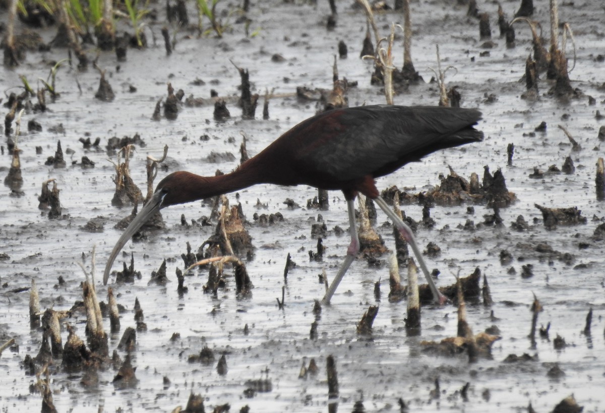 Hybride Ibis falcinelle x I. à face blanche - ML585881211