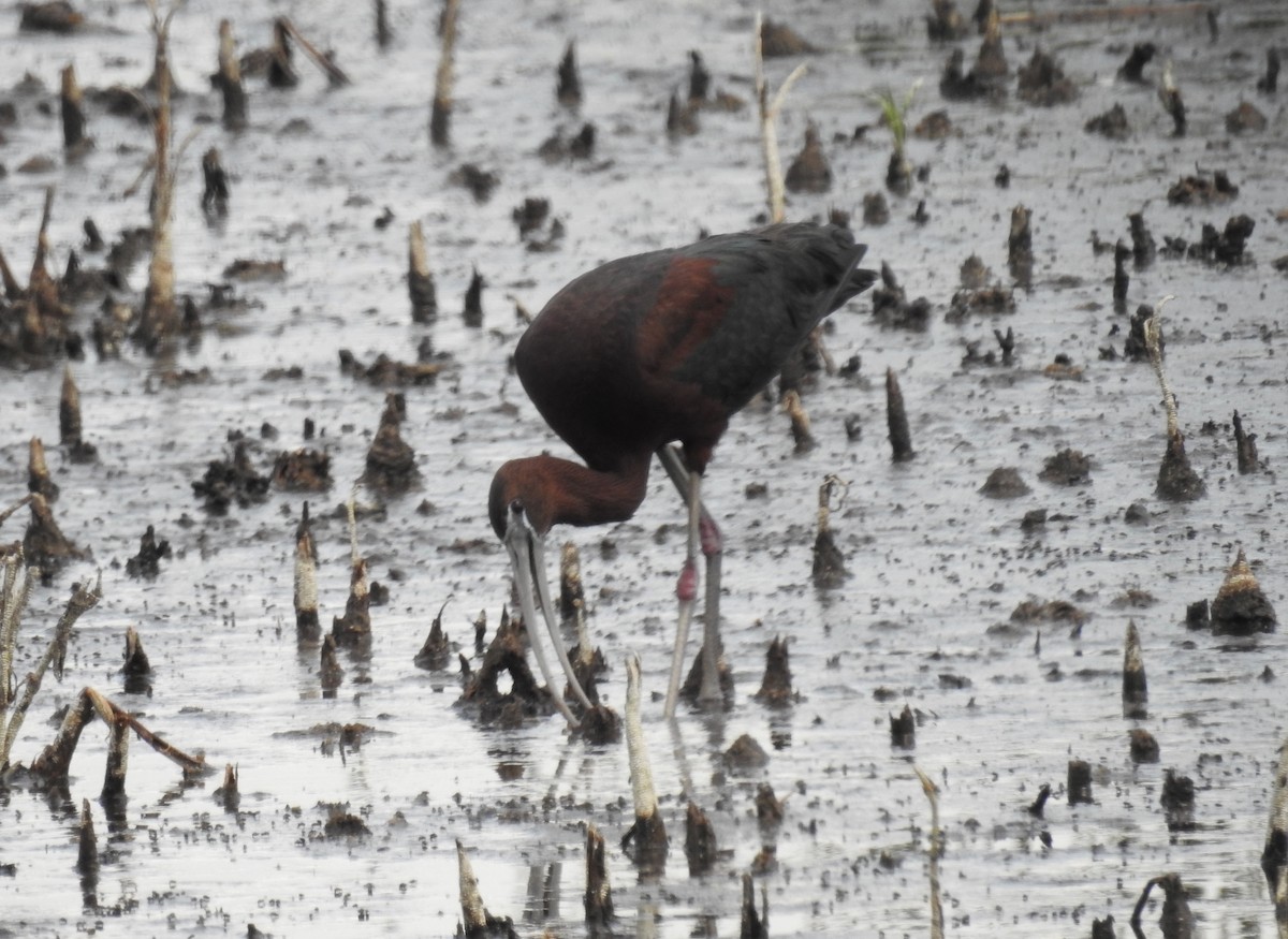 Hybride Ibis falcinelle x I. à face blanche - ML585881231