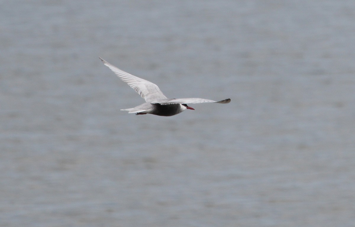 Whiskered Tern - ML58588131