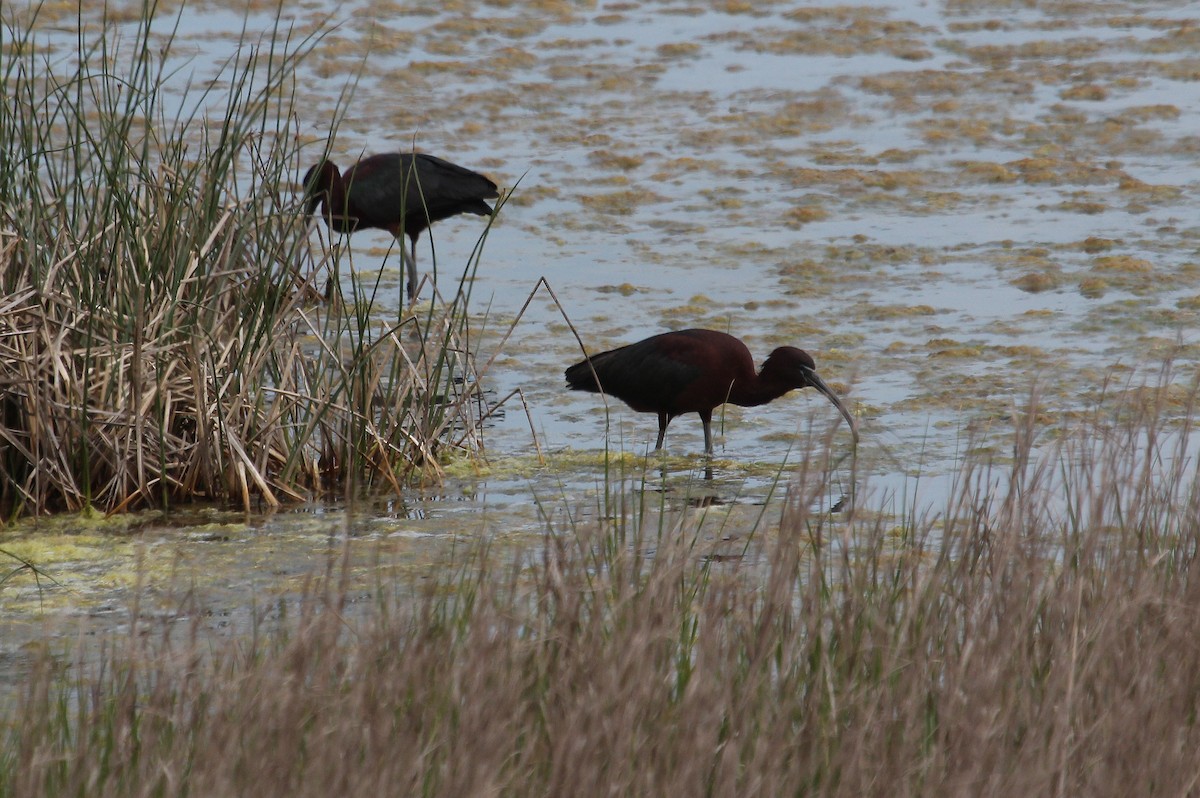 ibis hnědý - ML58588151