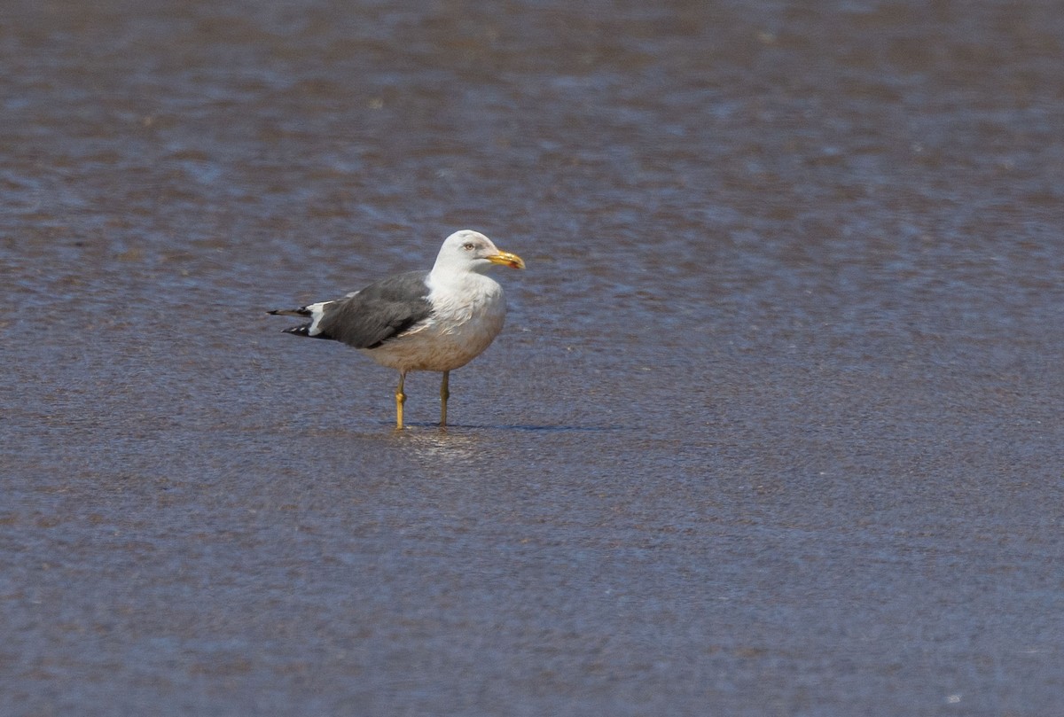 Lesser Black-backed Gull - ML585883301