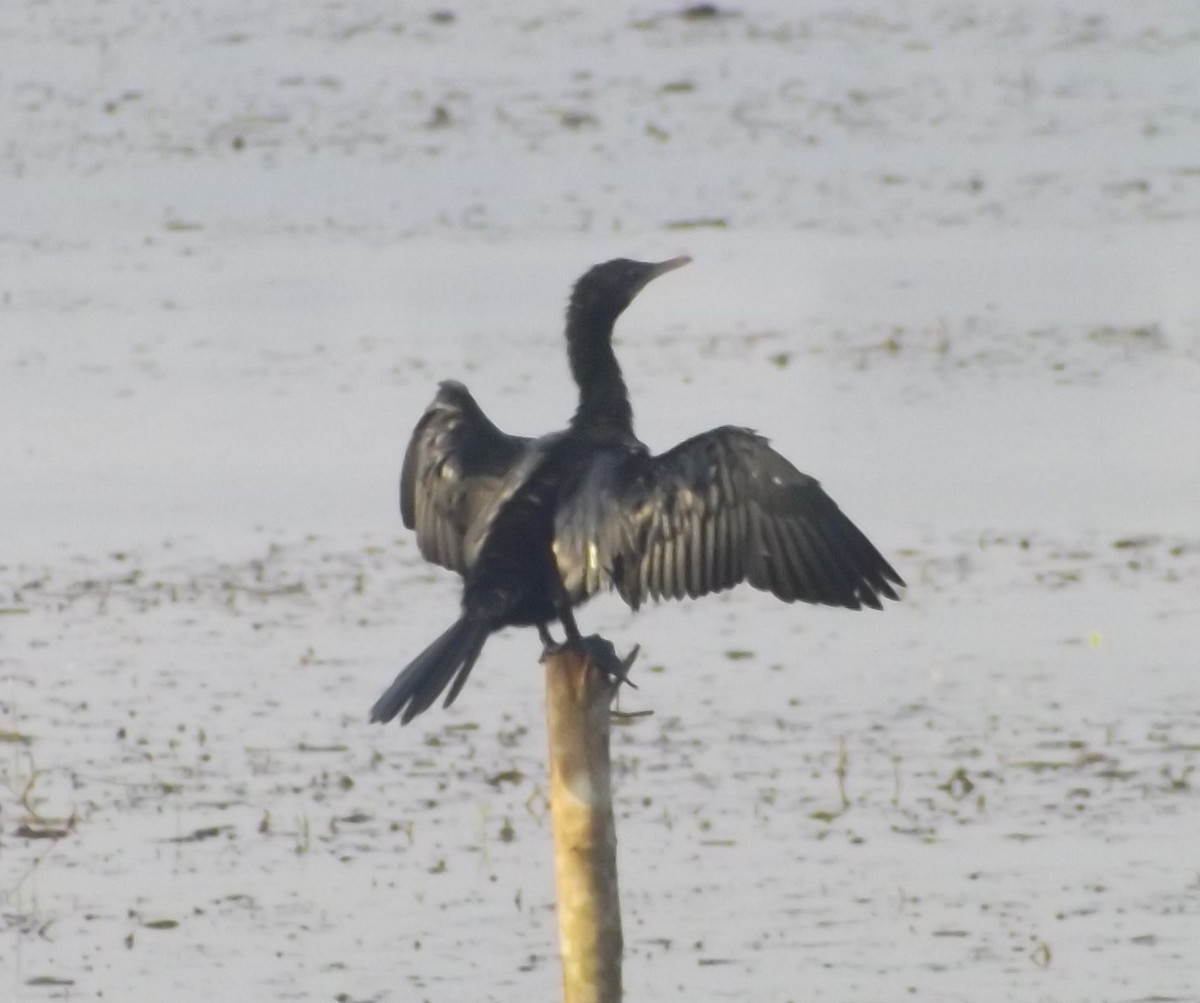 Little Cormorant - ML58588431