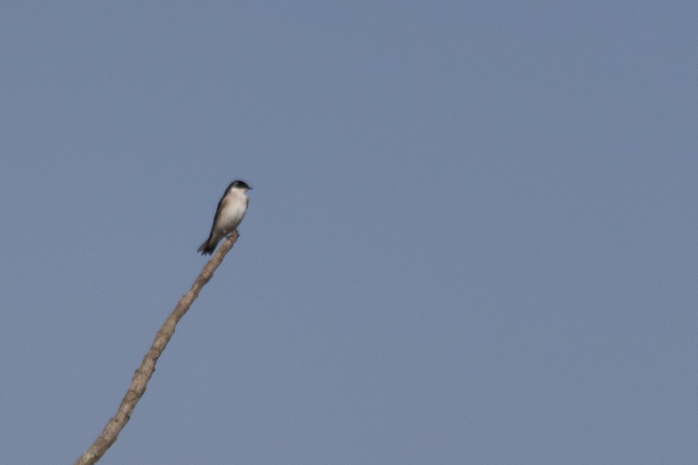 Blue-and-white Swallow - Enio Moraes