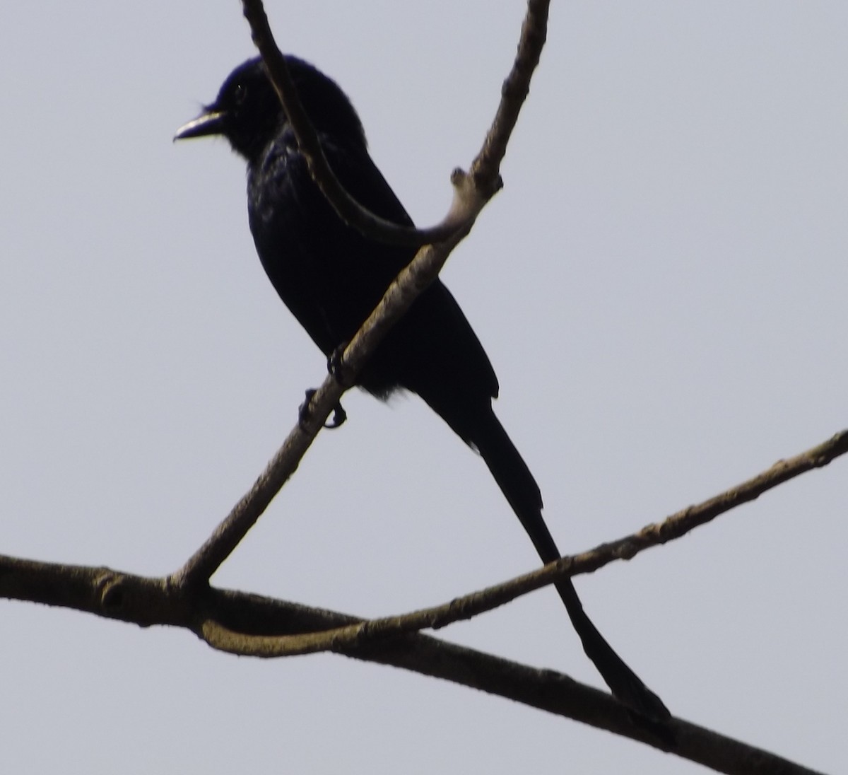 Black Drongo - Steffin Babu