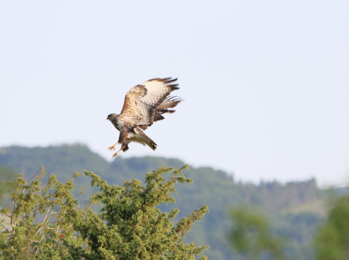 Mäusebussard - ML585886211