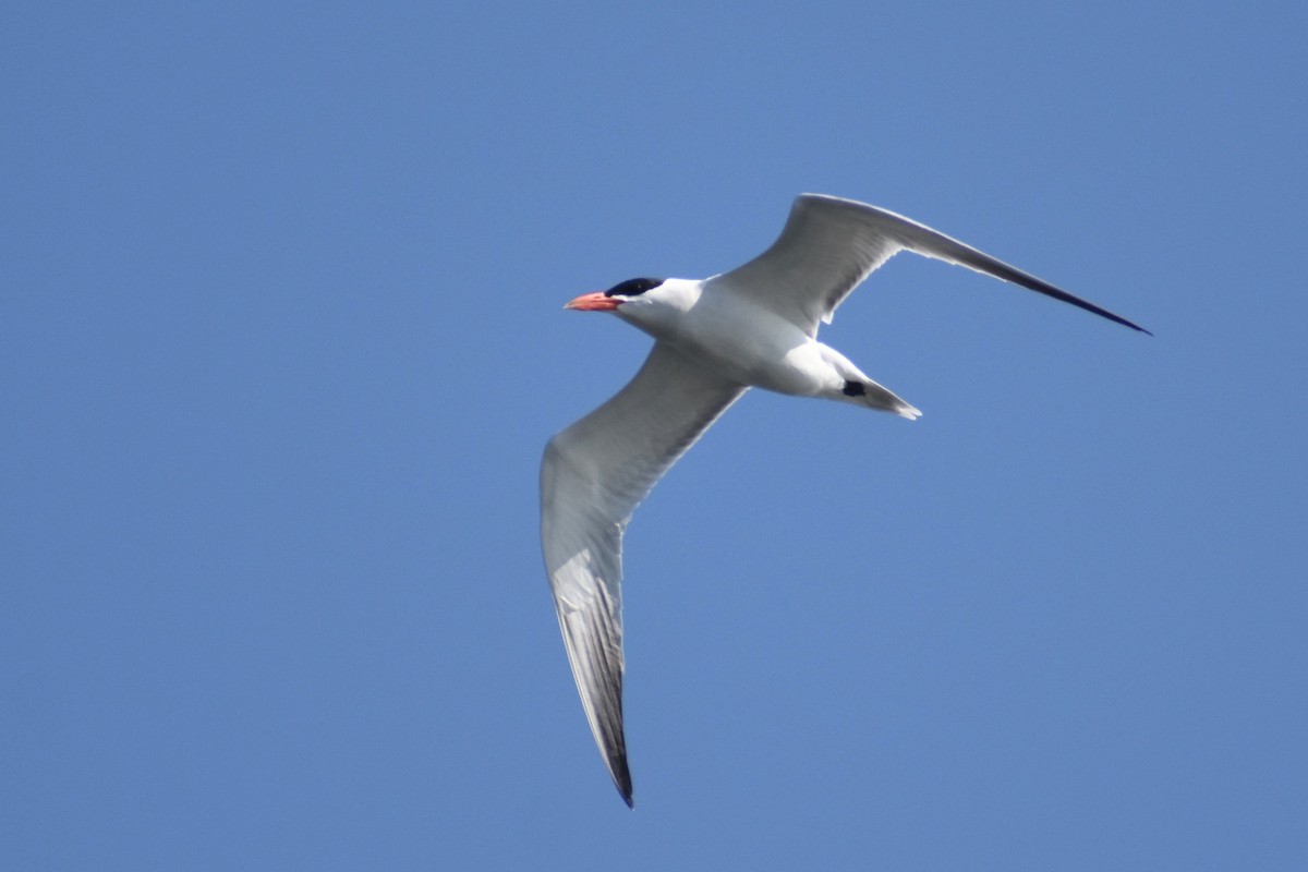 Caspian Tern - ML585886791