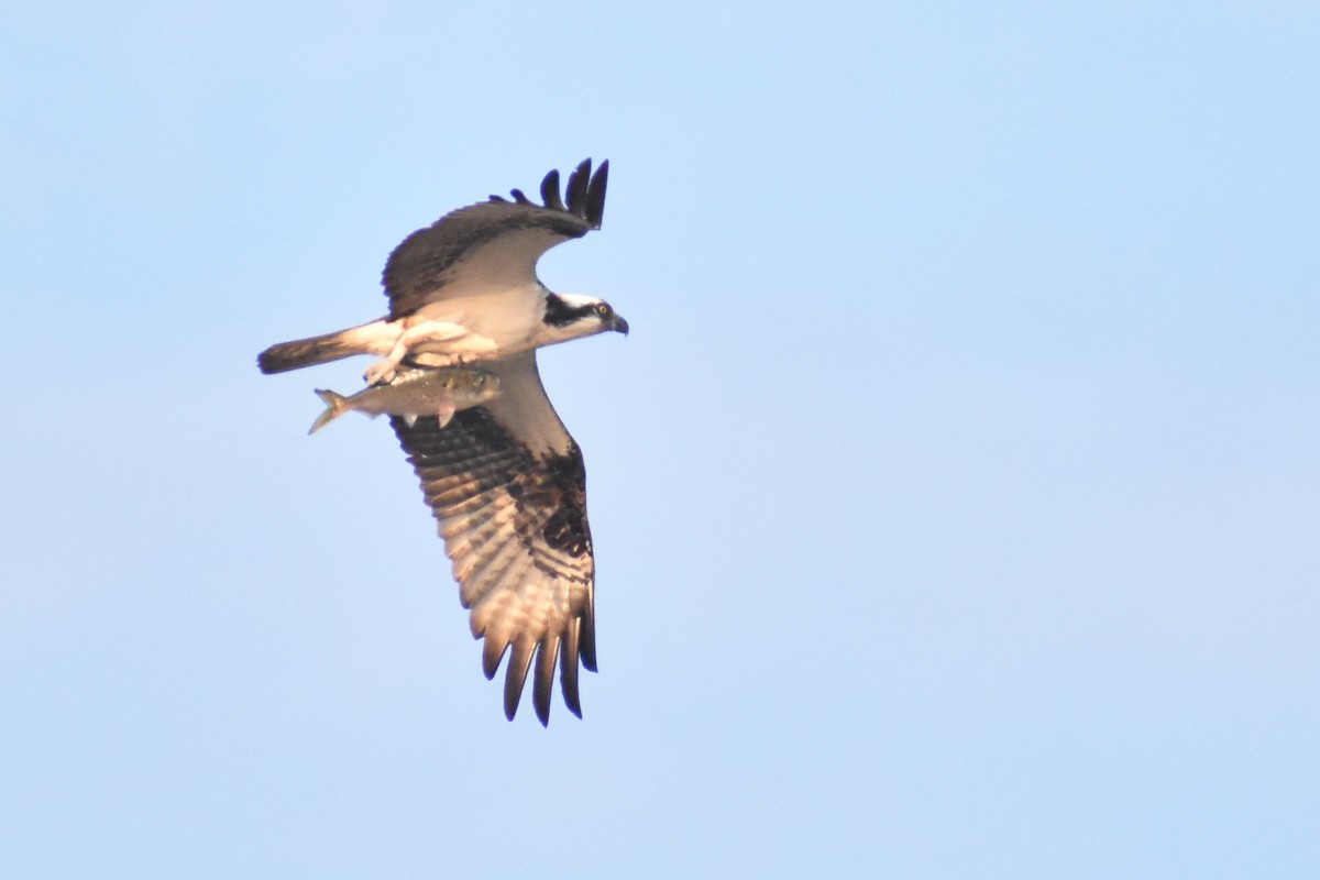 Balbuzard pêcheur - ML585887401