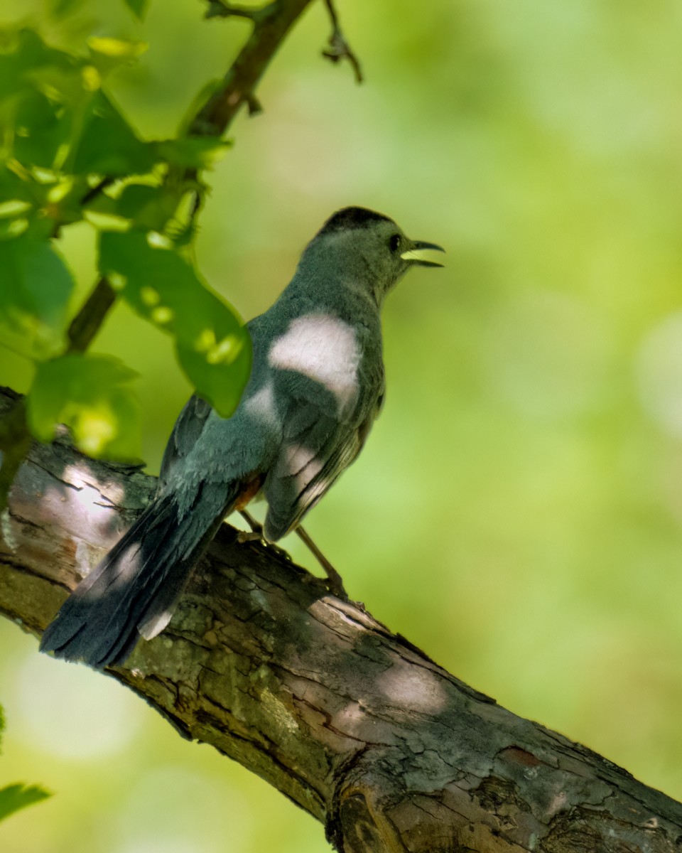 Gray Catbird - ML585889371