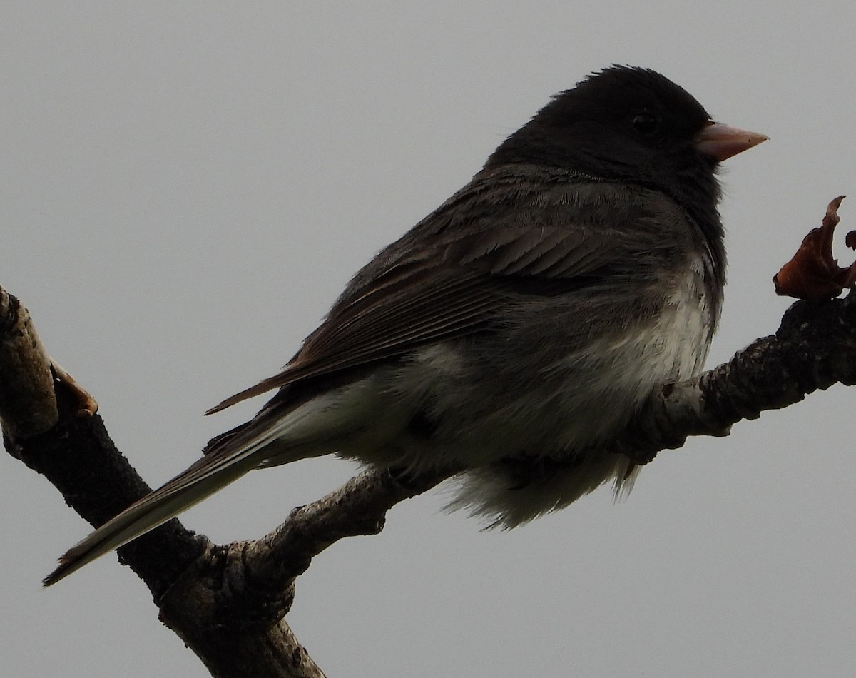 Dark-eyed Junco - ML585889991