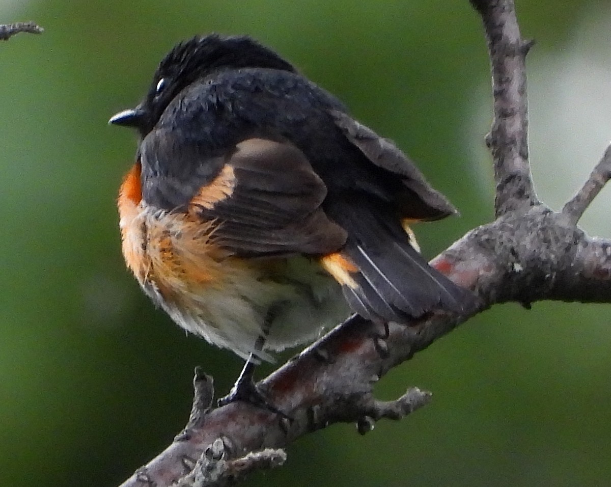 American Redstart - ML585890511