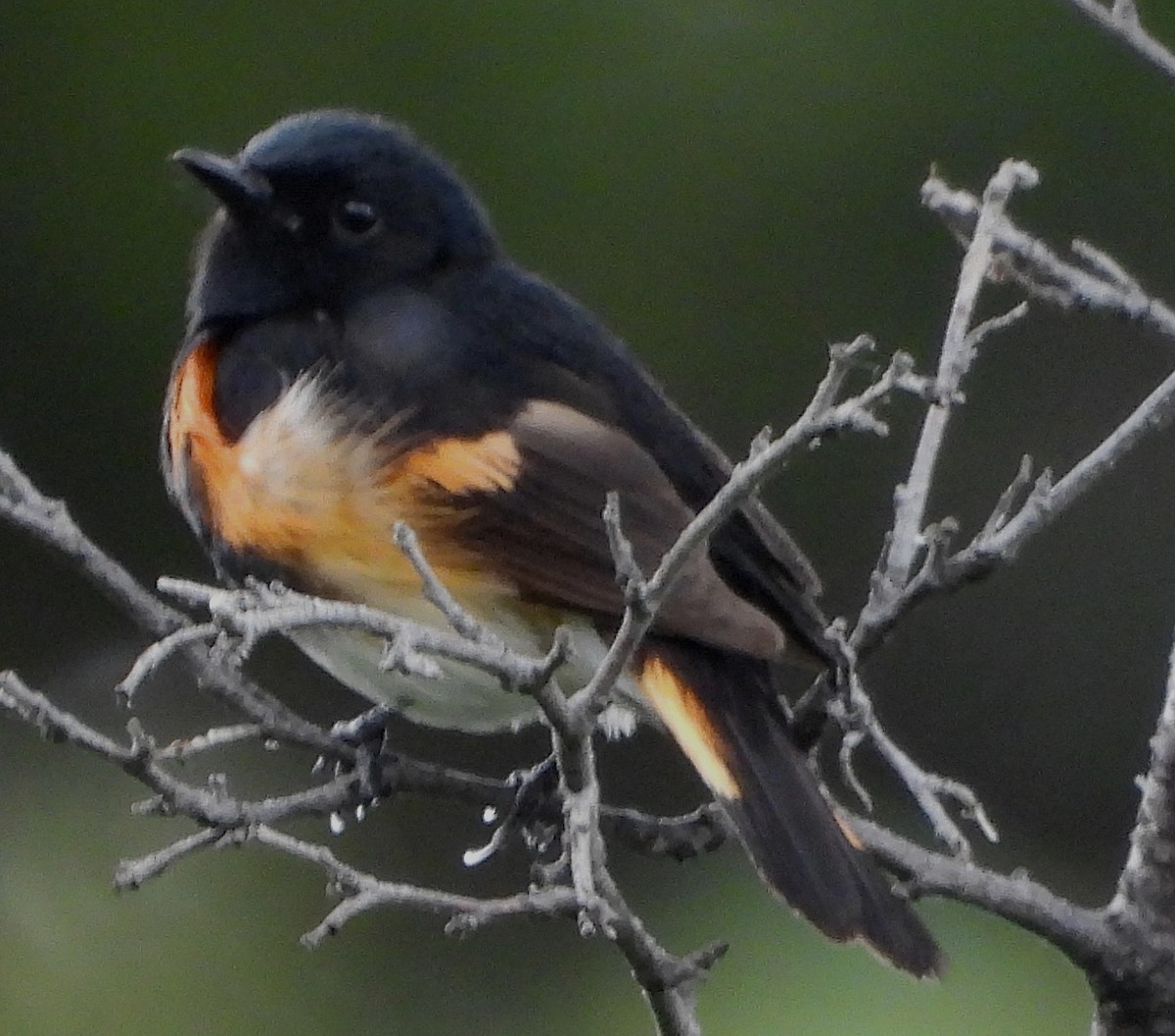 American Redstart - ML585890601