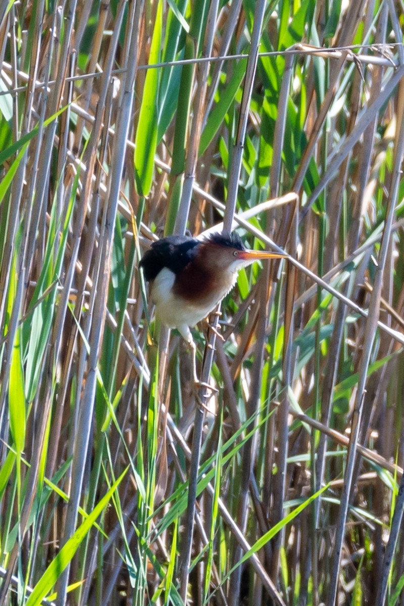 Least Bittern - ML585891061