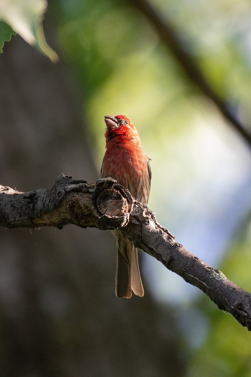 House Finch - ML585892161