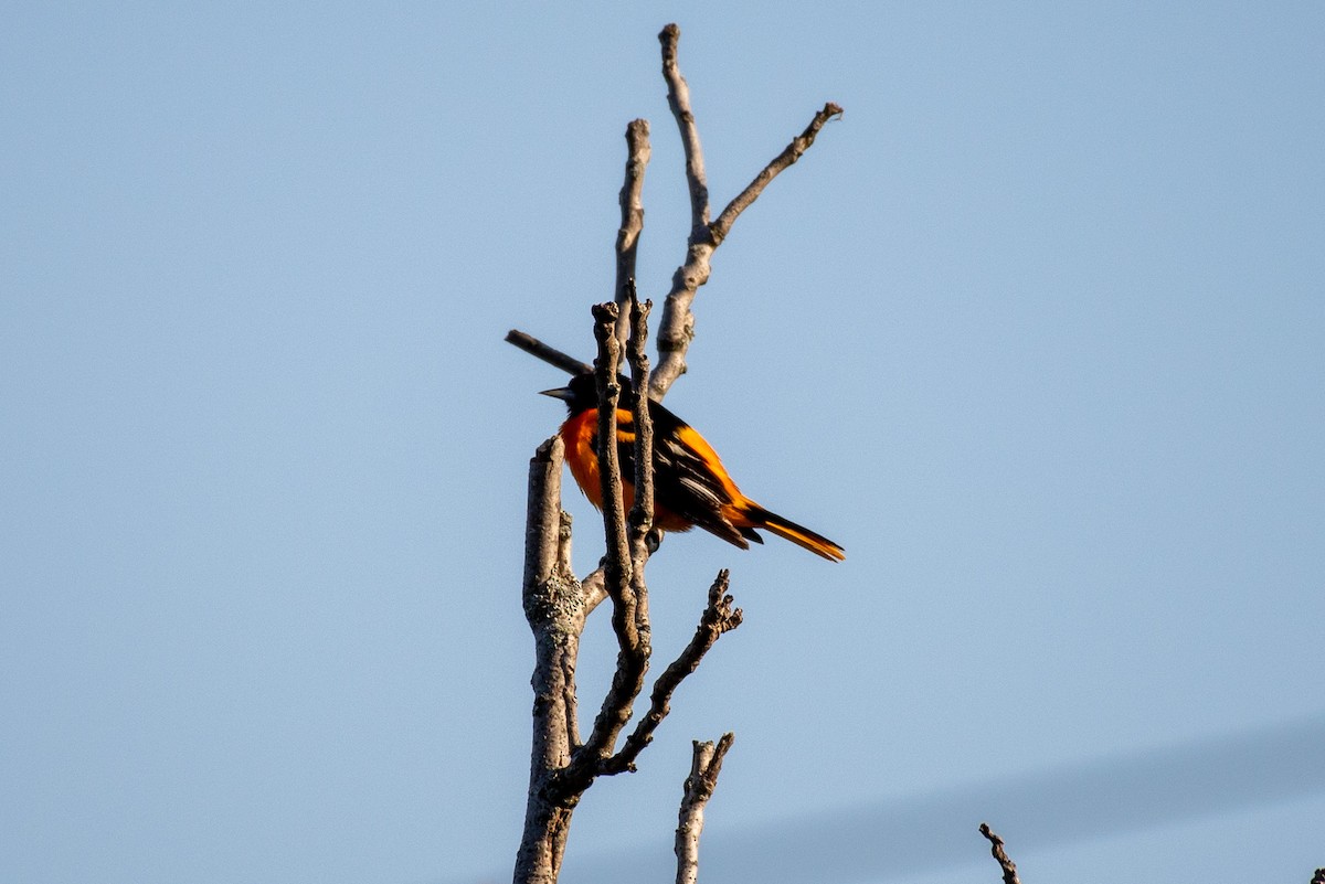 Baltimore Oriole - ML585892361