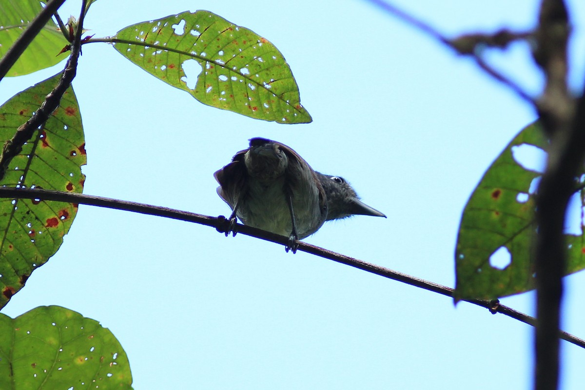 Mouse-colored Antshrike - ML585893421